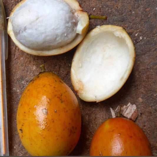 Medrono (Garcinia sp. Medrono) Live Plant