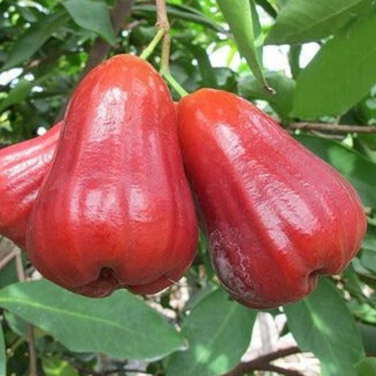 Tai Red Chamba Live Plants (Syzygium samarangense)