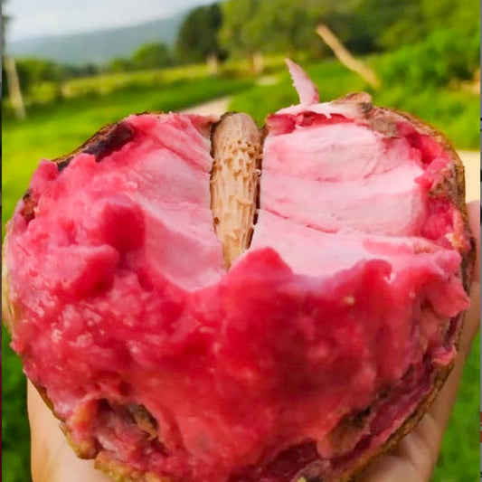 Red Ilama Fruit Live Plant (Annona Diversifolia)