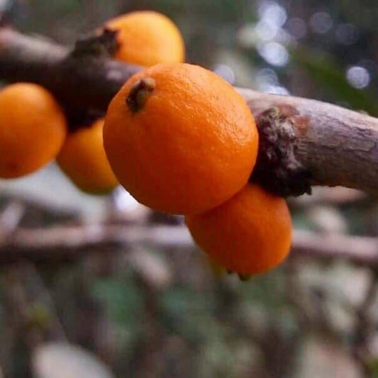 Eugenia flamingensis Live Plant