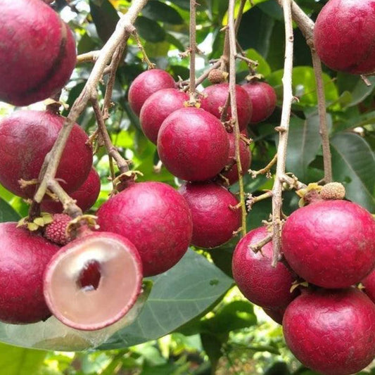 Ruby Longan Live plant ( Dimocarpus longan)