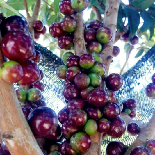 Jaboticaba Escarlate Live Plants