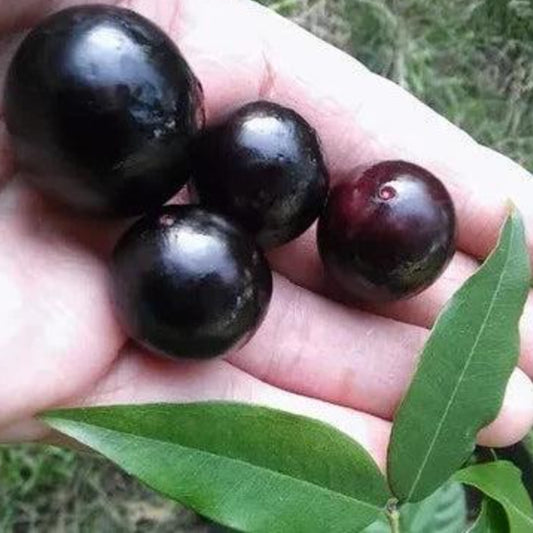 Serrana Jaboticaba Live Plant (Plinia sp )