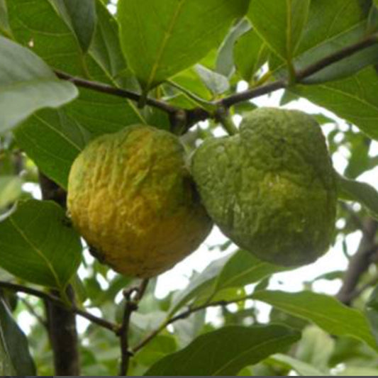 Aratimoia Live Plant (Annona ubatubensis)