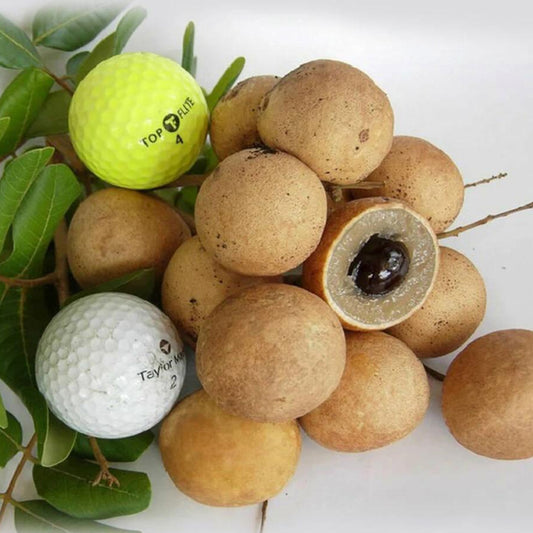 Ping Pong Longan Live Plant (Dimocarpus longan)