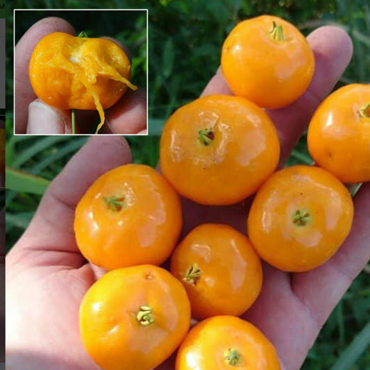 Uvaia Brilhante Live Plant (Eugenia Squamiflora)