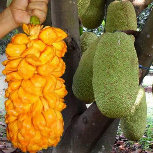 Nangadak Live Plants