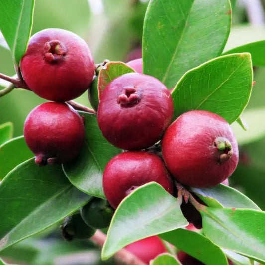 Red strawberry guava Live Plant (Psidium Cattleianum)