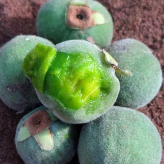 Eugenia Langsdorfii Live Plant (Eugenia Langsdorfii)
