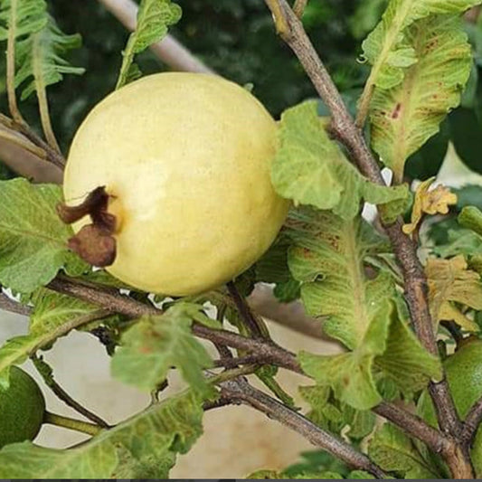 Spring guava Live Plants