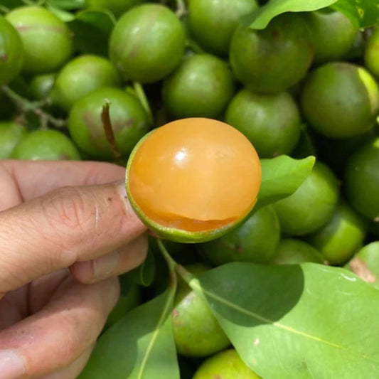 Spanish Lime Live Plant (Melicoccus bijugatus)