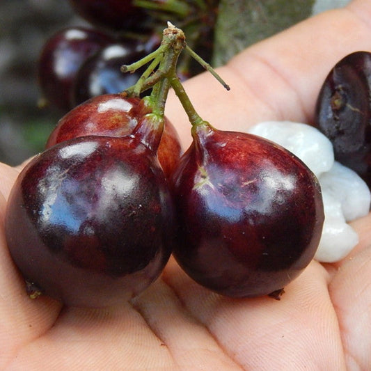 Jaboticaba Grauda Live Plant (Plinia Grandifolia)