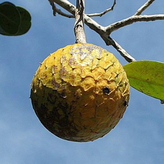 Beach Sugar Apple Live Plants (Annona Salzmannii)