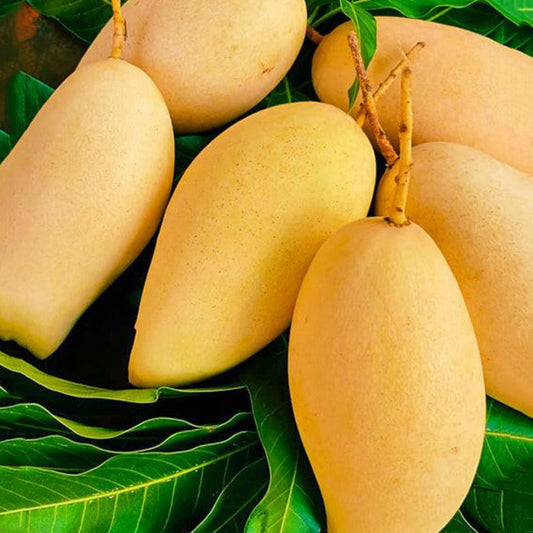 Nam Doc Mai Mango Live Plants