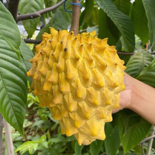 Rollinia Live Plants (Rollinia Deliciosa)
