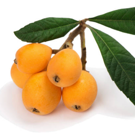 Uvaia fruit Live Plant(Eugenia pyriformis)