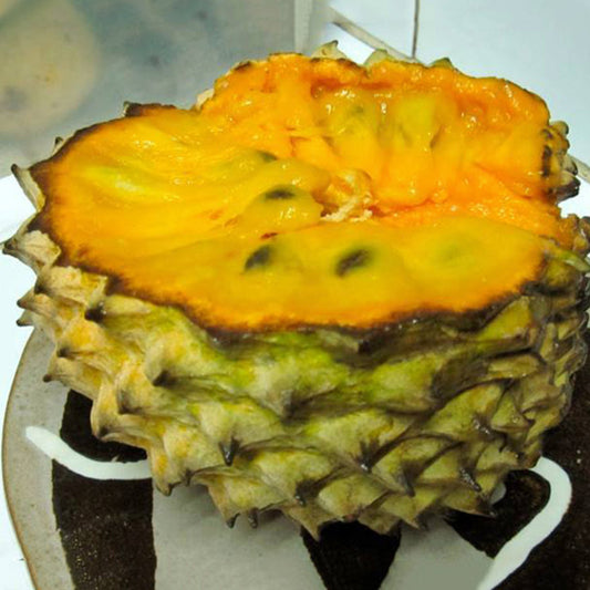Soncoya Fruit Live Plants (Annona Purpurea)