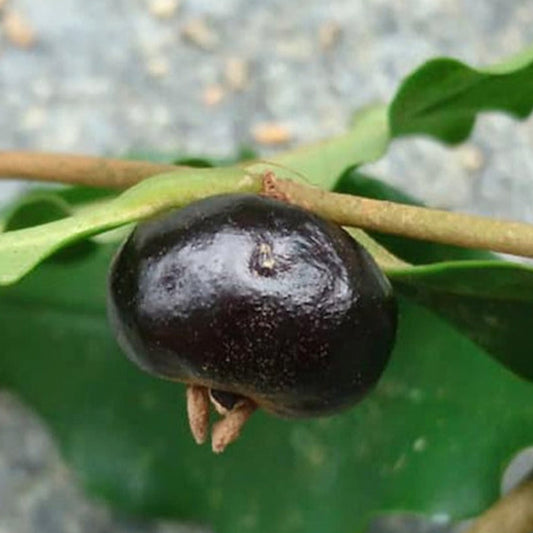 Watermelon Pitanga (Eugenia verticillate)