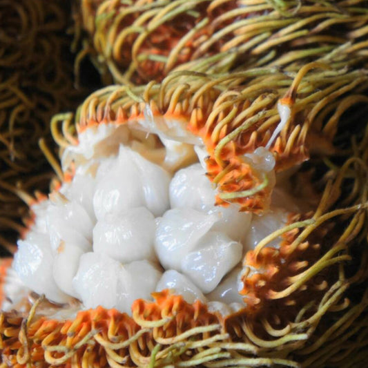 Pedalai Fruit Live Plant (Artocarpus Sericarpus)