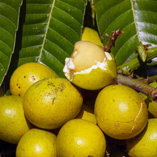 Yellow Matoa Live Plant (Pometia Pinnata)