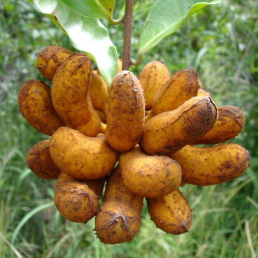 Bush Banana Live Plant (Uvaria chamae)