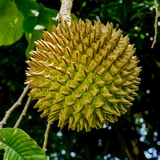 Soncoya Fruit Live Plants (Annona Purpurea)