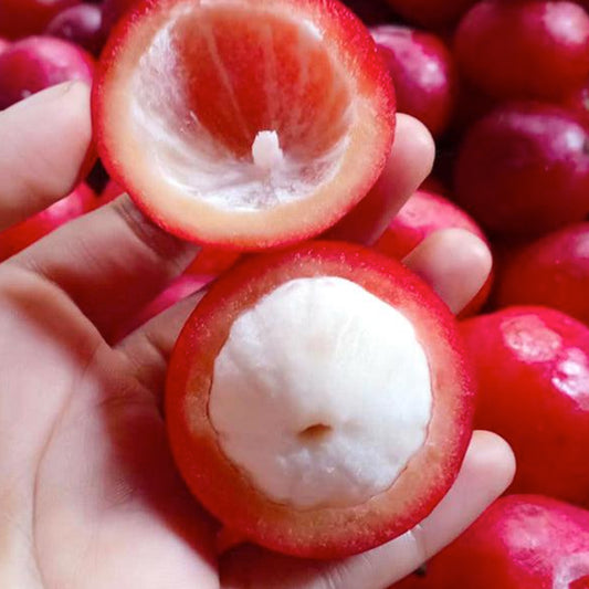 Mundar Fruit Live Plants (Garcinia Forbesii)