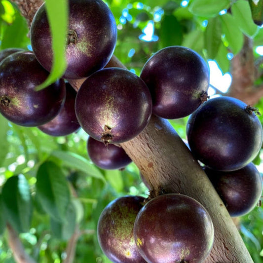 Jaboticaba Grimal Live Plants