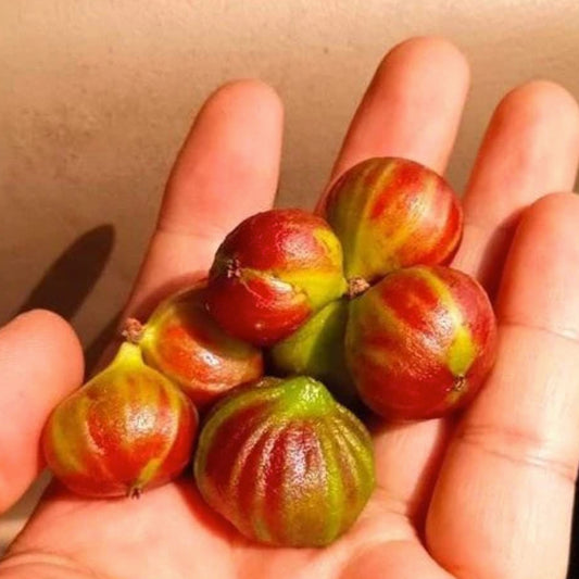 Taiwan Tiger Jaboticaba Live Plant