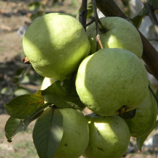 VNR Guava Live Plant (Psidium guajava)