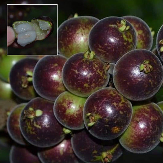 Jaboticaba Mucuri Live Plant (Plinia Sp.Peluda Do Mucuri)