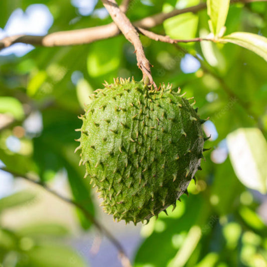Sour Sop Live Plant (Annona Muricata)