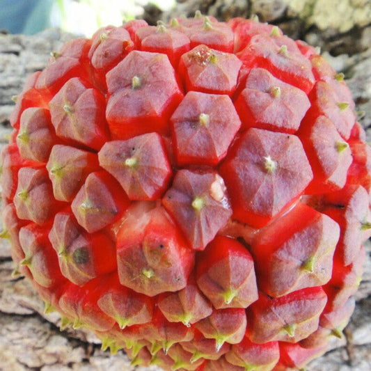 Cherry Sugar Apple Live Plant (Duguetia phaseoloides)
