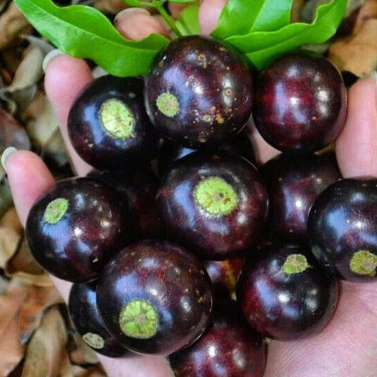 Val-Paraiso Jaboticaba Live Plant (Plinia Coronata “Val-Paraiso)