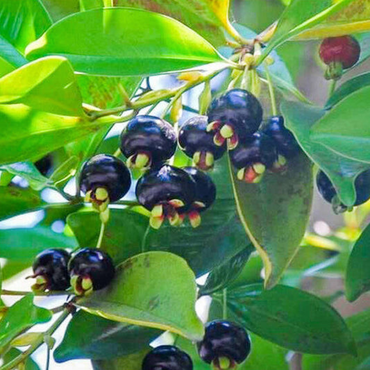 Grumichama Fruit Live Plants (Eugenia brasiliensis)