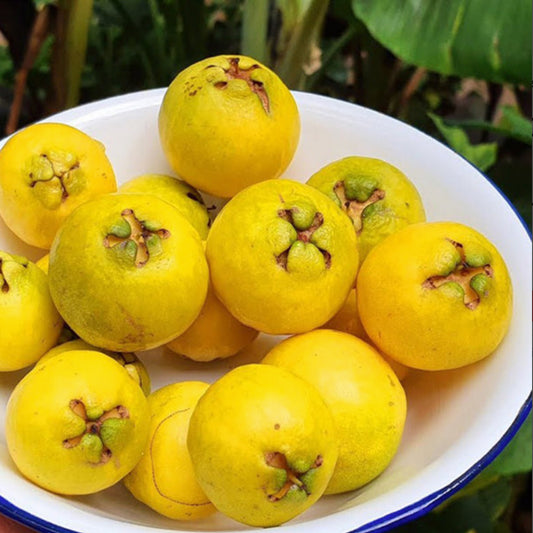 Yellow Strawberry Guava Live Plant (Psidium Cattleianum)