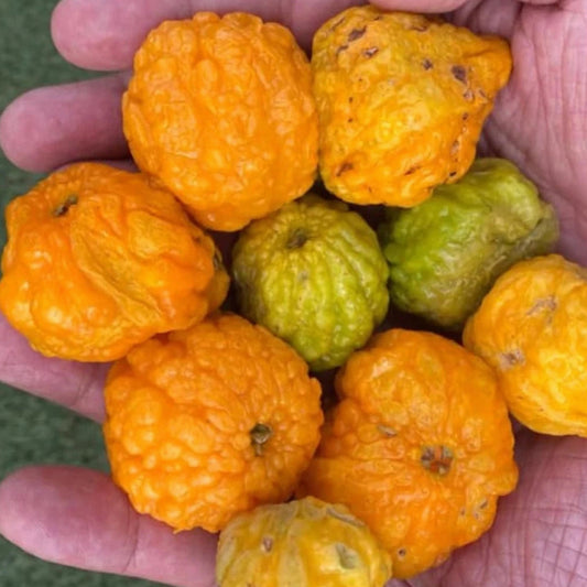 Yellow Guayaba Live Plant (Eugenia cribrata var “Amarilla)