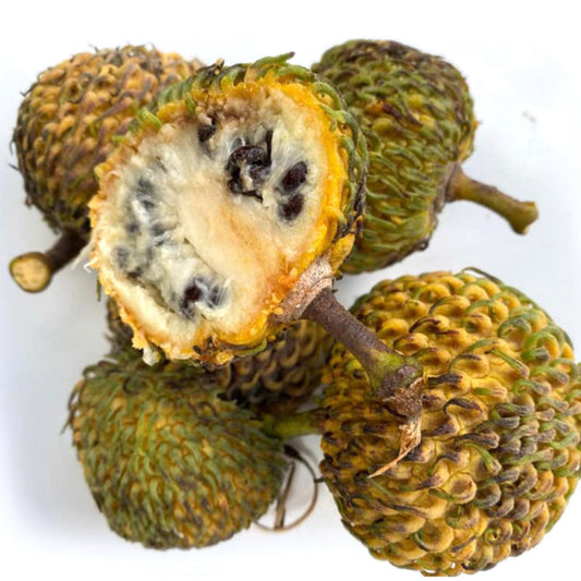 Sprague’s Custard Apple Live Plant (Annona spraguei)