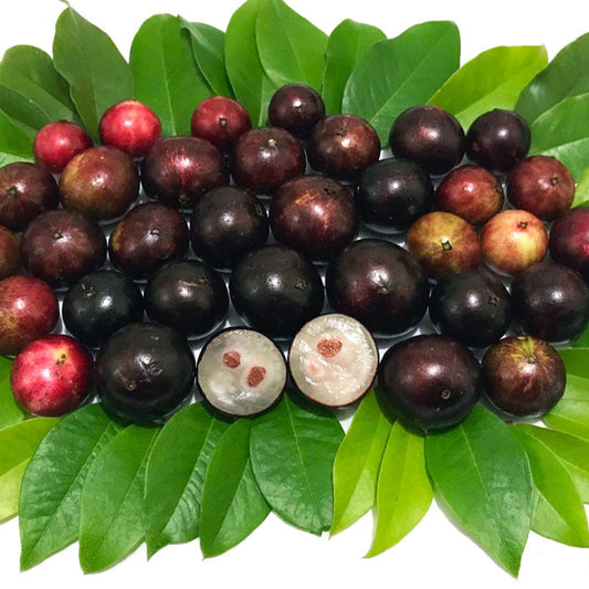 Jaboticaba Precoce Live Plants