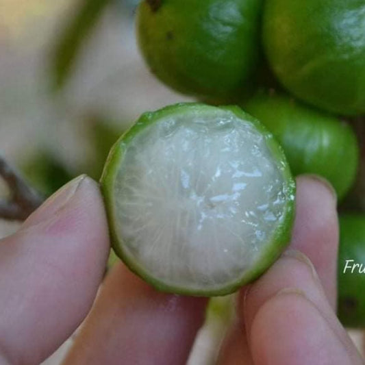 White Honey Jaboticaba Live Plant (Aurean Full Moon)