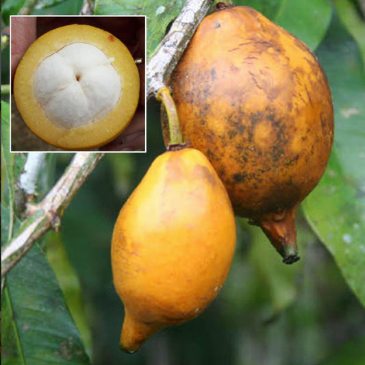 Pungara Fruit Live Plant (Garcinia macrophylla)