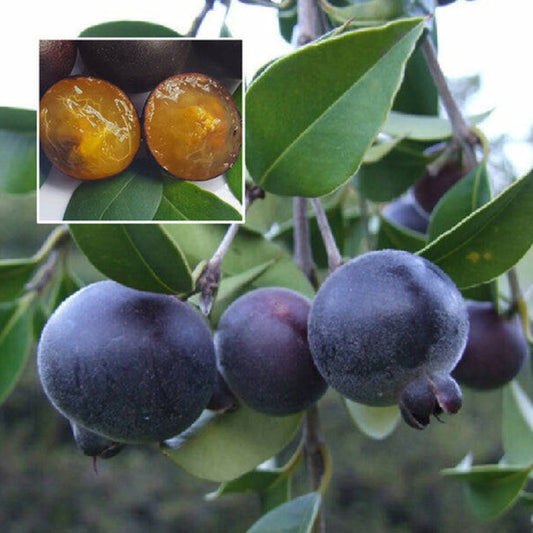 Guabiyu Live plant (Myrcianthes Pungens)
