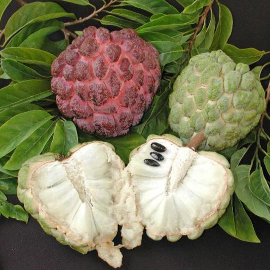 Sugar-Apple Live plant (Annona Squamosa)