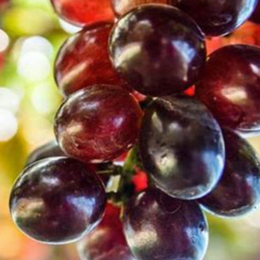 Jaboticaba Red hybrid Live Plants