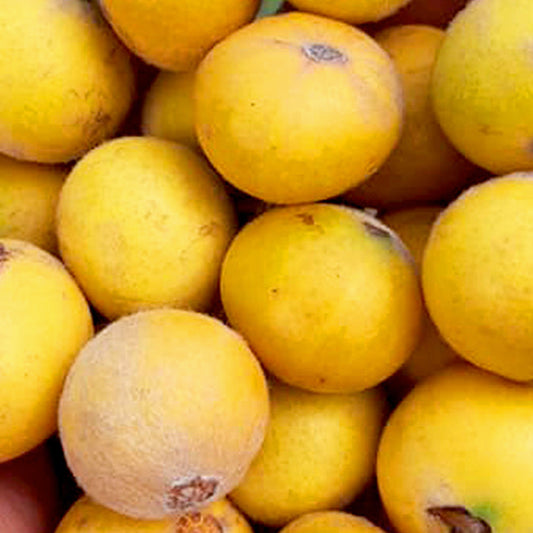 Yellow Jaboticaba Live Plants (Myrciaria Glazioviana)