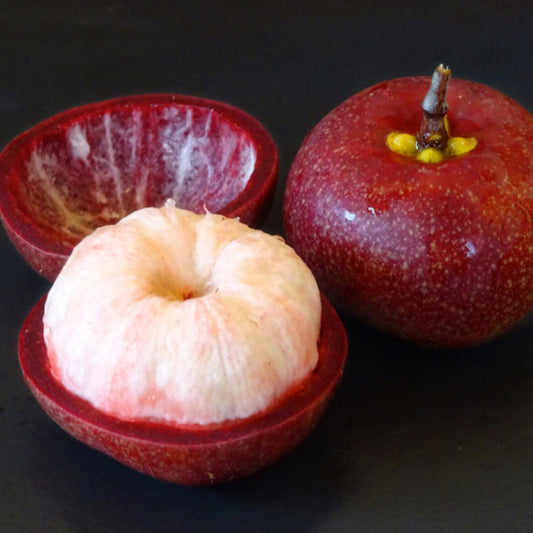 Sweet Kokum Fruit Live Plants (Garcinia Indica)