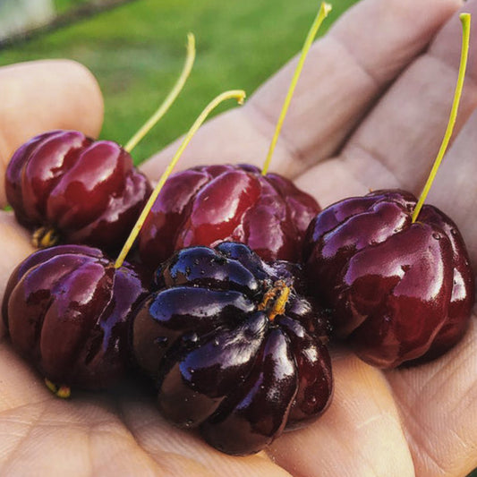 Zill’s Surinam Cherry Live Plant (Eugenia uniflora)