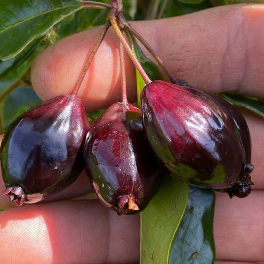 Guapi-Nhem Acu Live Plant (Eugenia zuccarinii)