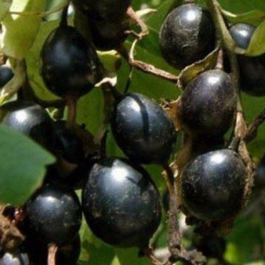 Jaboticaba Rosada Live Plant (Plinia Cauliflora “Polpa Rosea”)