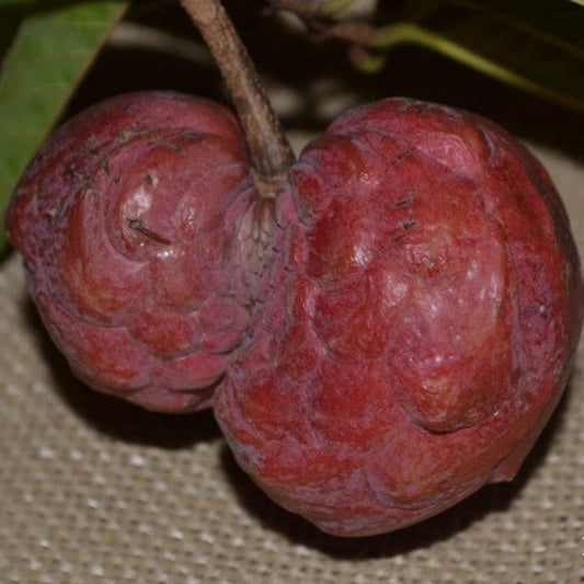 Temoylata Live plant